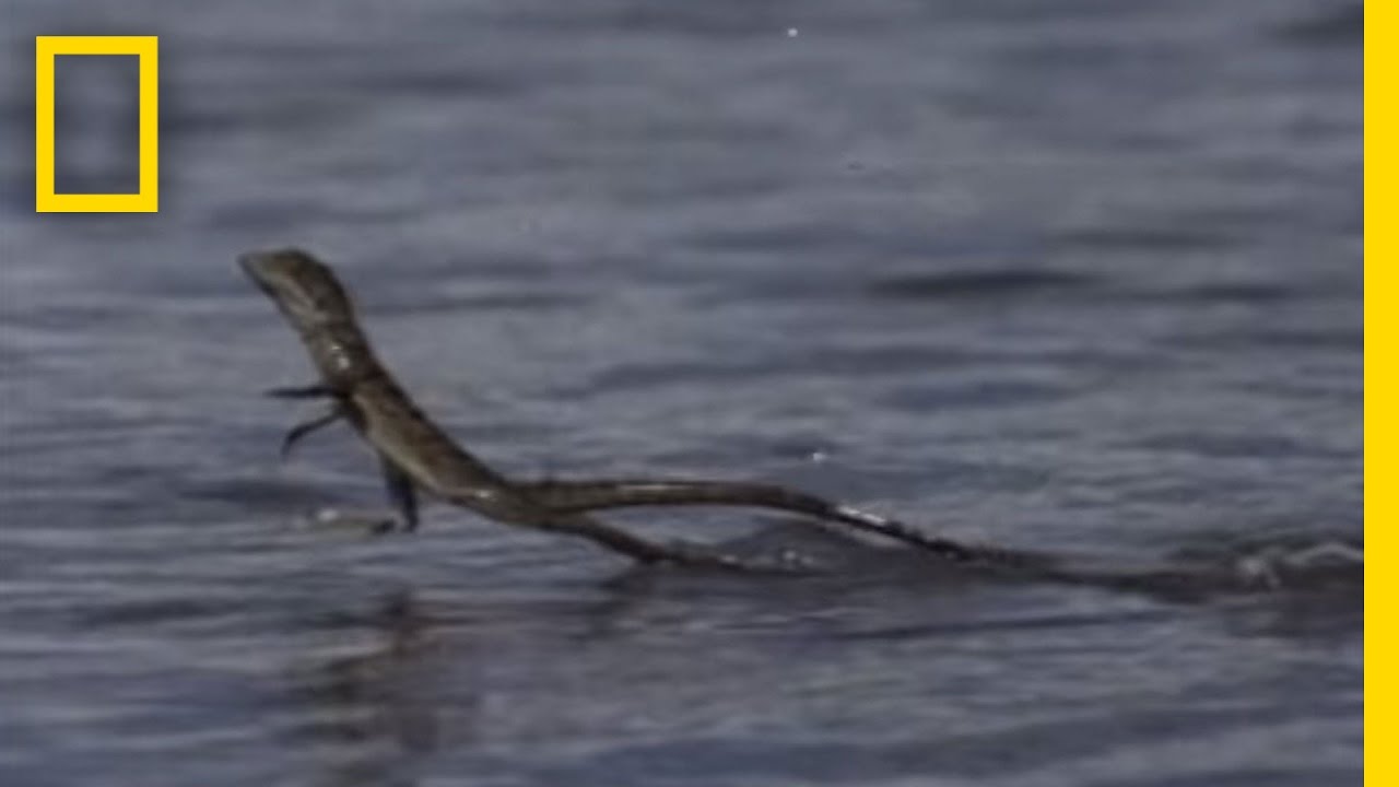 Lezard Qui Court Sur L Eau Lézard Jésus Christ [video] - 2Tout2Rien