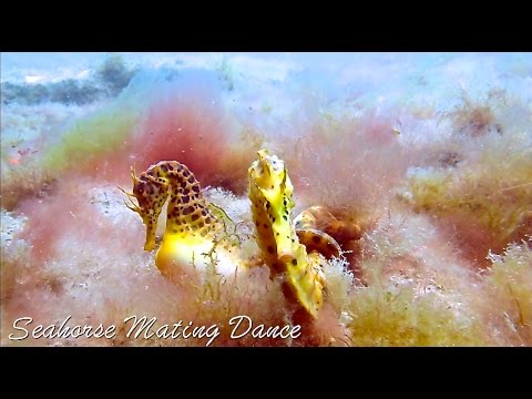 parade-nuptiale-de-l-hippocampe