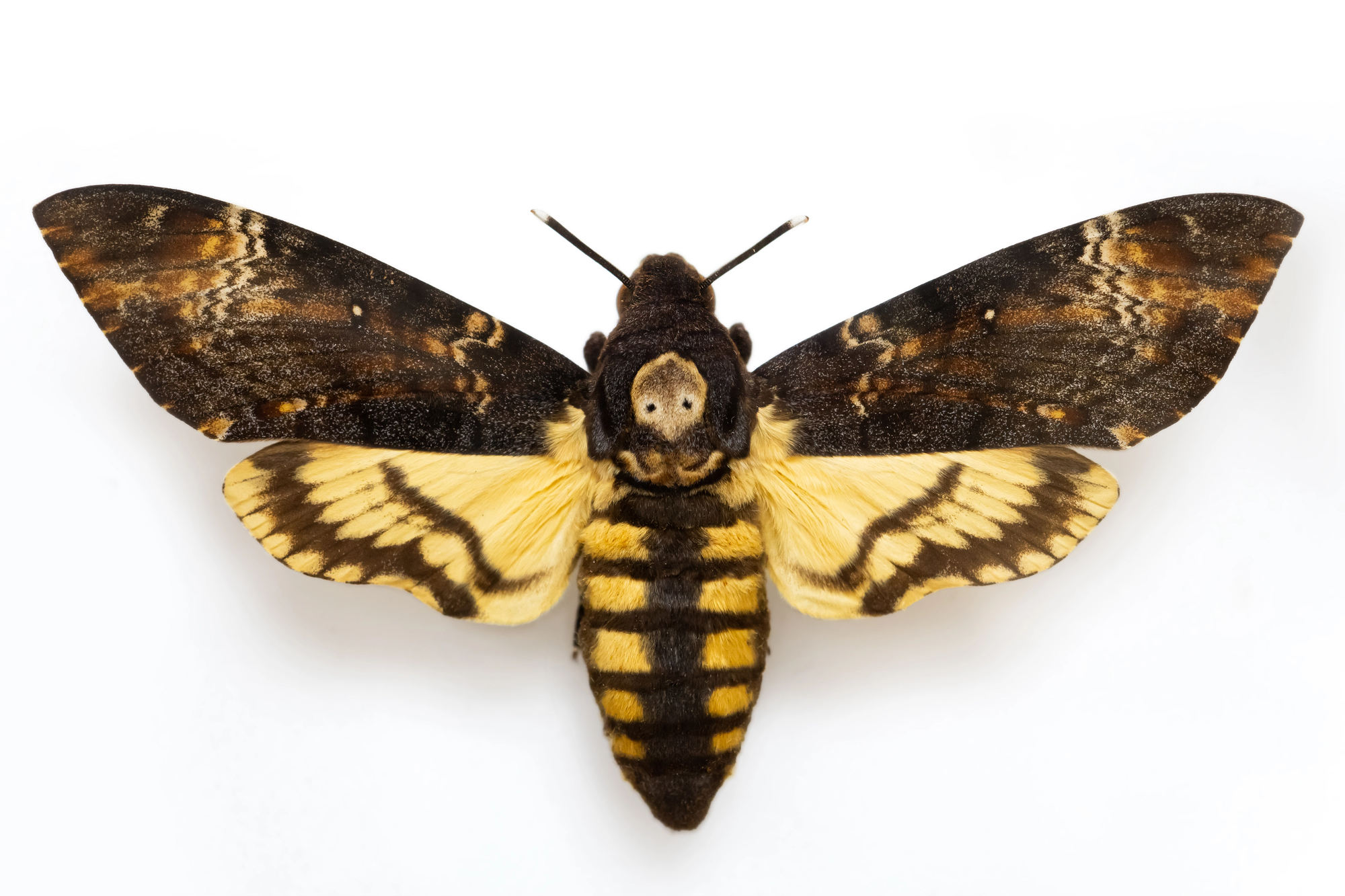 Sphinx T te De Mort Le Papillon Du Silence Des Agneaux Acherontia Sphinx T te De Mort Le Papillon Du Silence Des Agneaux Acherontia