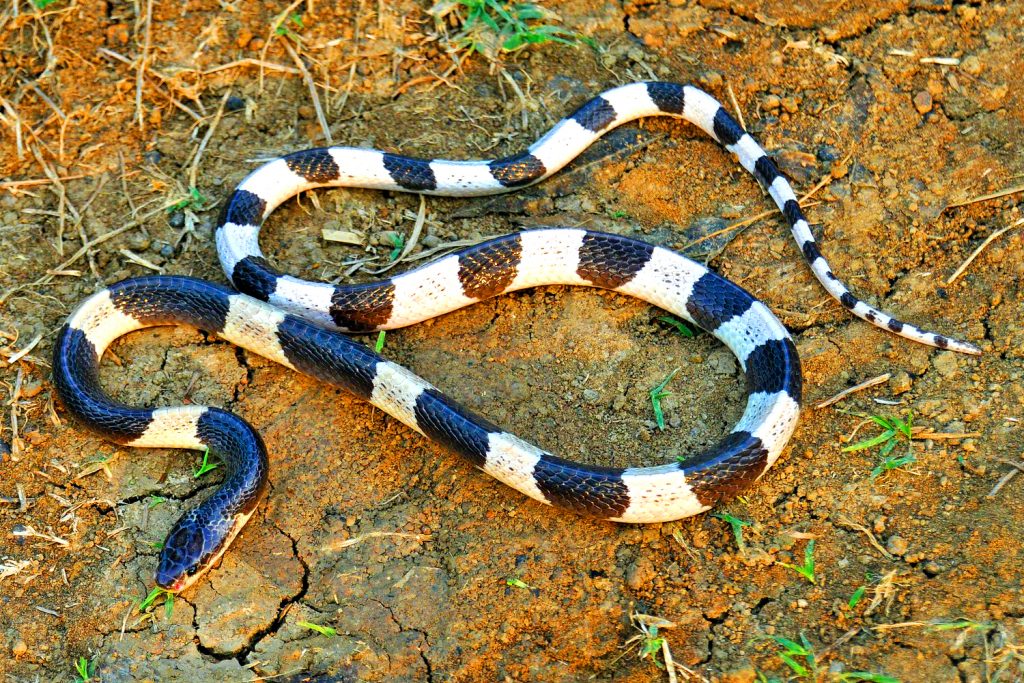 Les Serpents Les Plus Venimeux Et Mortels 2tout2rien