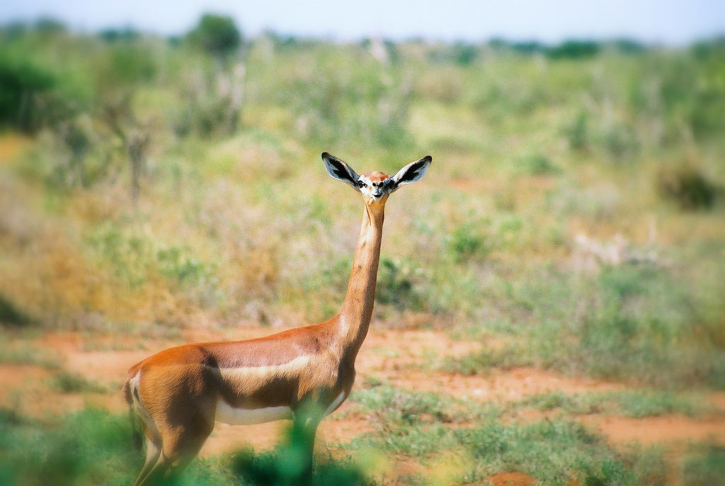 L l gance Rare De La Gazelle De Waller Ou Gazelle Girafe 2Tout2Rien