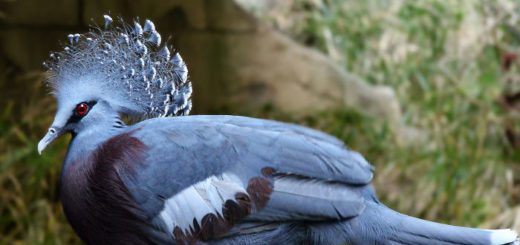 La-beaute-du-goura-de-victoria-pigeon-couronne-de-Victoria-14
