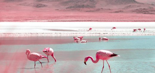 Bolivia-Infraland-le-Salar-de-Uyuni-et-ses-alentours-en-infrarouge-par-Paolo-Pettigiani-7