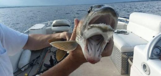 un-etrange-poisson-a-deux-bouches