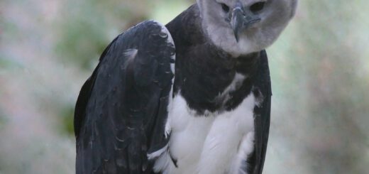 La-harpie-feroce-un-des-plus-grands-aigles-du-monde-1