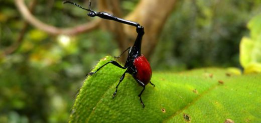 Le-scarabee-girafe-de-Madagascar-1