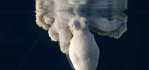 une-pieuvre-change-de-couleur-pendant-son-reve