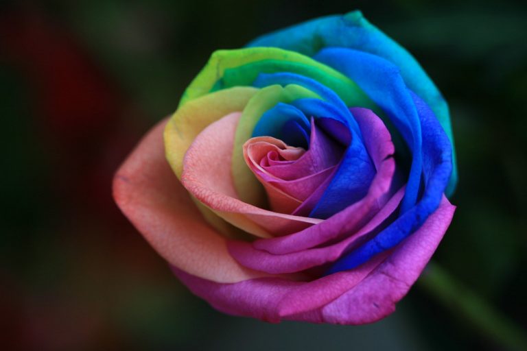 Comment faire une rose arcenciel [vidéo] 2Tout2Rien — free download