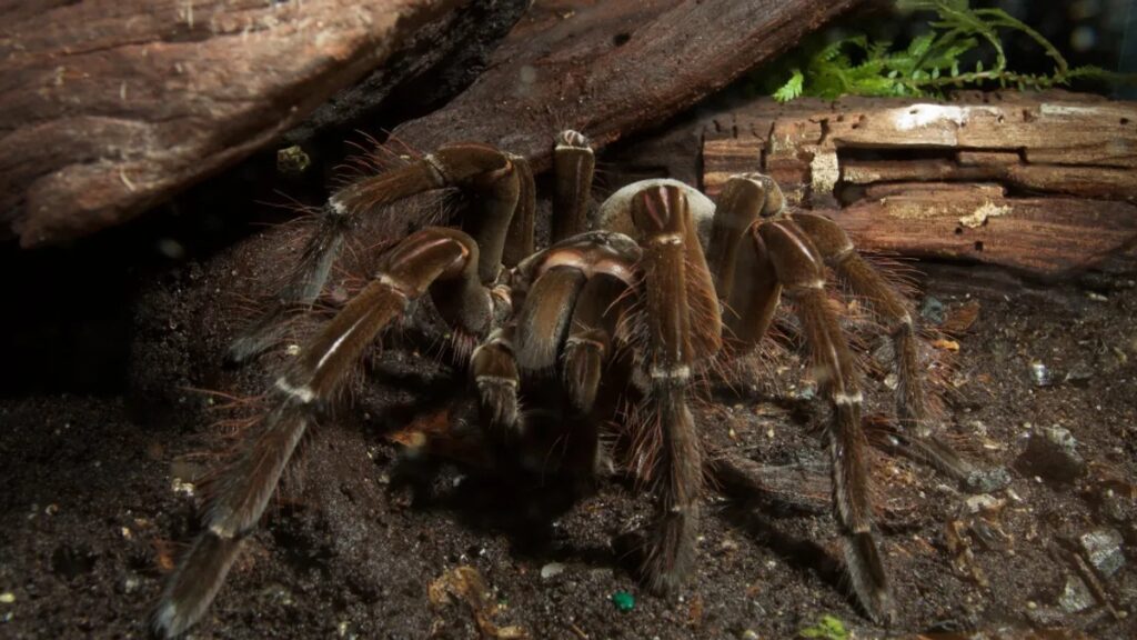 La mygale Goliath, la plus grosse araignée du monde - 2Tout2Rien
