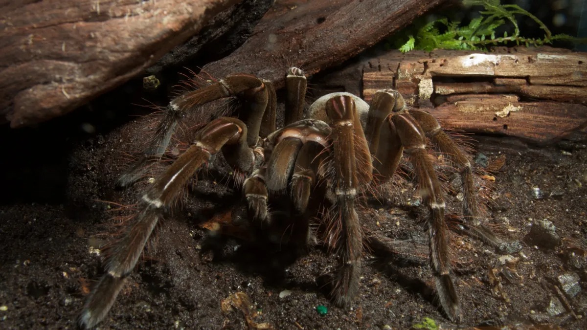 Mygale Goliath L araign e De 30 Cm La Plus Lourde Du Monde