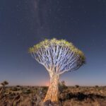 l-arbre-carquois-aloes-emblematique-de-namibie-6