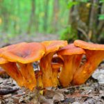 la-pleurote-de-lolivier-un-champignon-toxique-bioluminescent-ressemblant-a-une-girolle-1