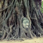 la-tete-de-bouddha-dans-les-racines-d-un-arbre-du-temple-wat-mahathat-4