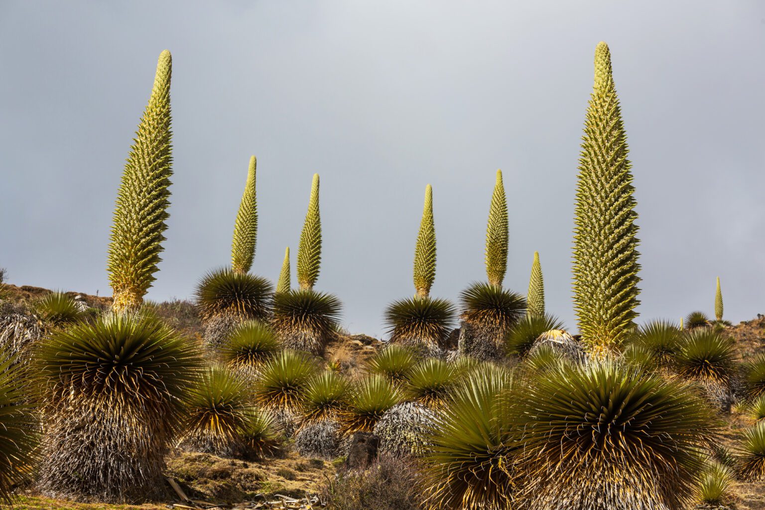 Plante Des Andes 7 Lettres