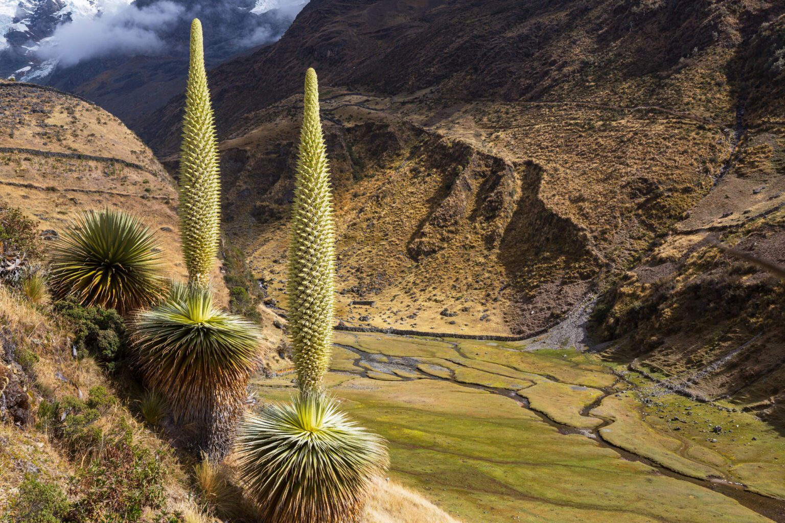 Plantes Des Andes 7 Lettres