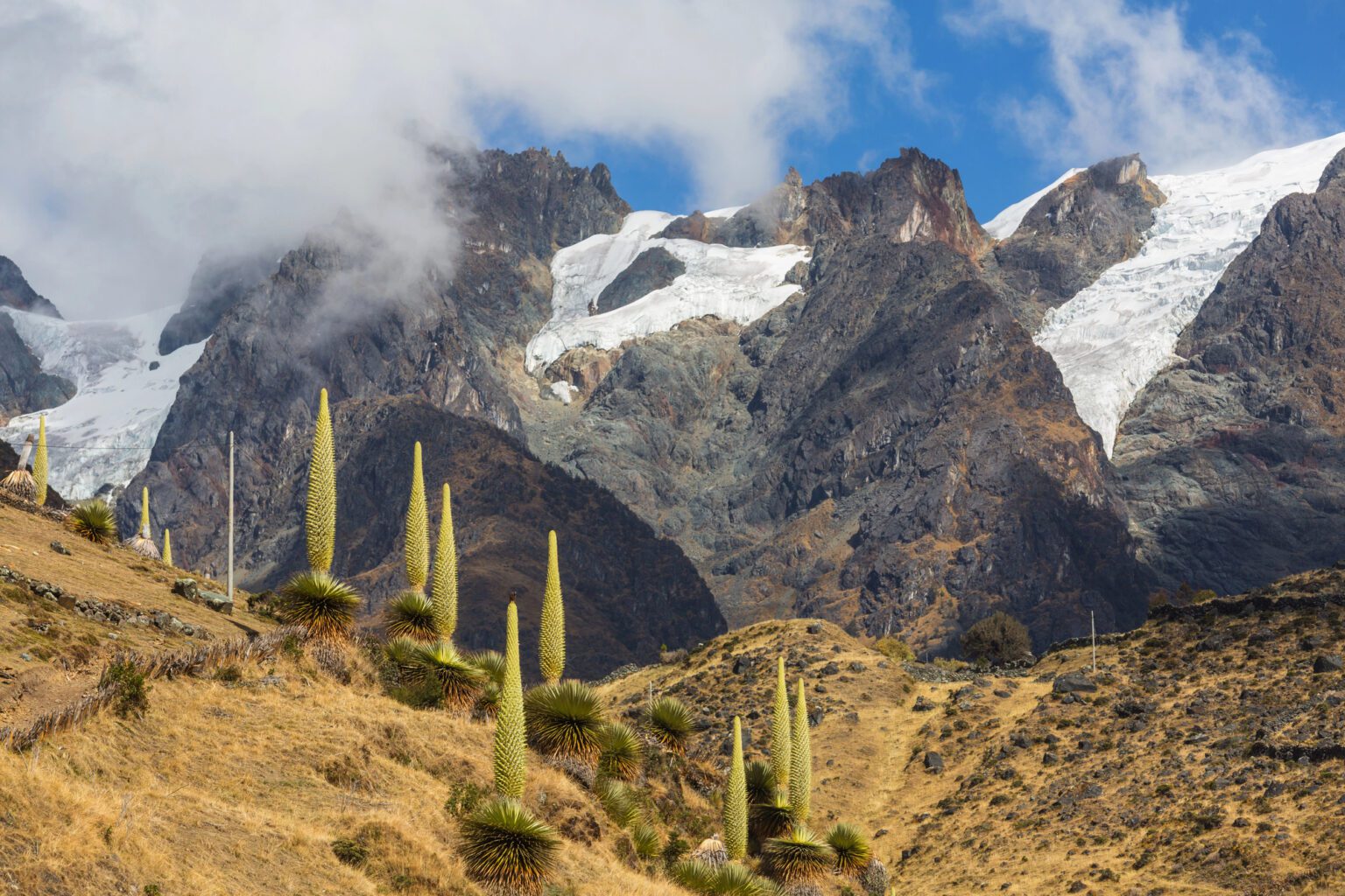 Plante Des Andes 7 Lettres